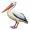 pelican large5